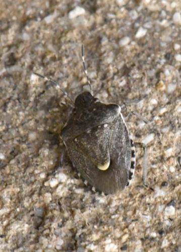 Réf. 218 792 : Holcostethus albipes